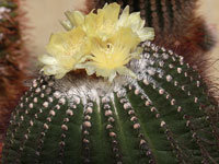 Parodia nothorauschii